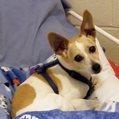 Small dog staying in boarding room